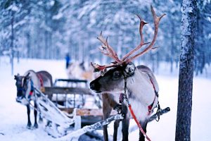 How To Have A Cosy Christmas